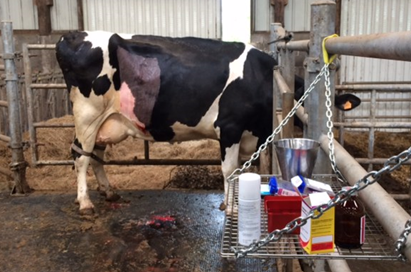 Webinar local Anesthesia in cattle and horses